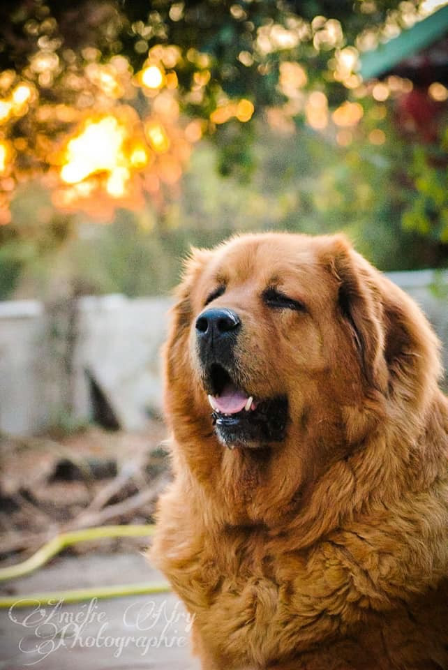 image_L’Arche d’Amélie - Garde d’Animaux (Pro)