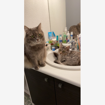 image_Garde de chat