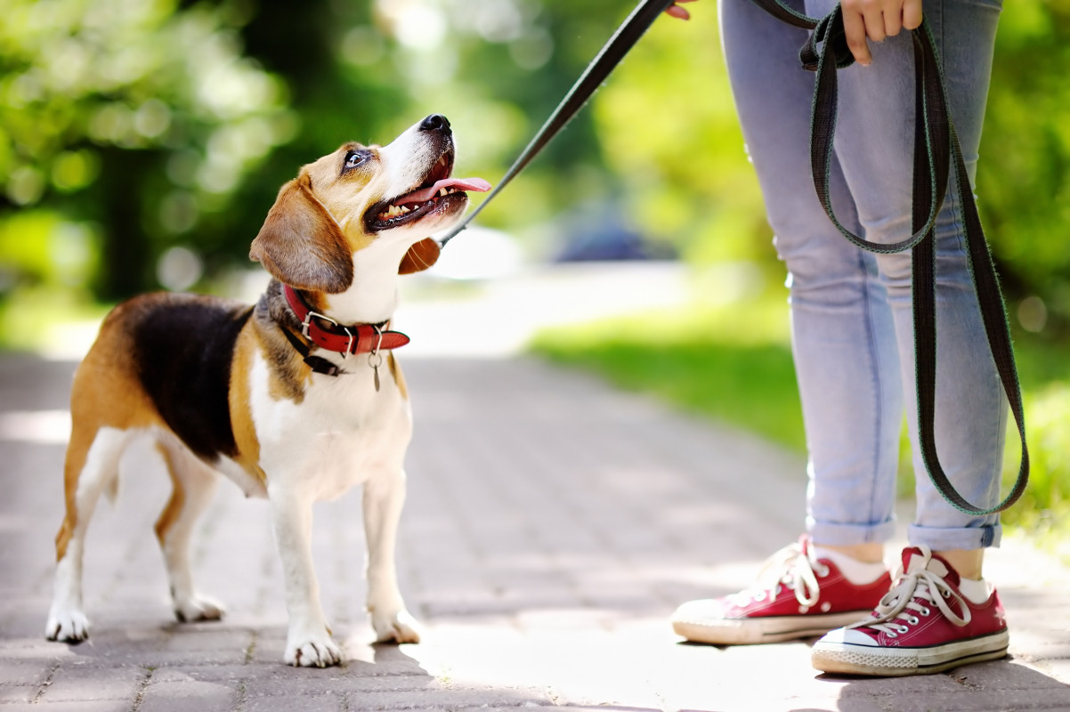 image_Recherche garde chien ou petsisters