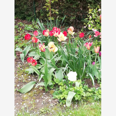image_Jardinier-Paysagiste