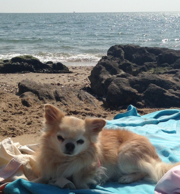 image_cherche une nounou pour mon chihuahua