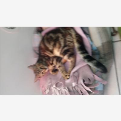 image_cherche personne sérieuse garde de chat-