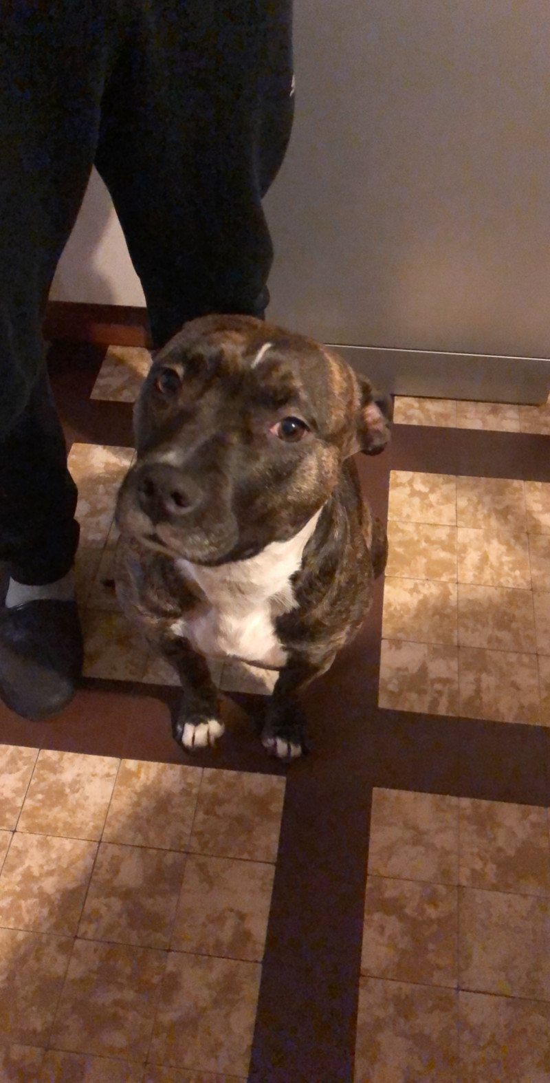 image_Recherche personne pour garde chien