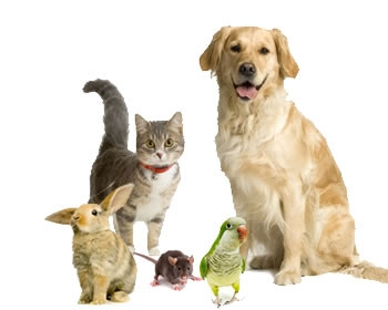 image_garde animaux - pet sitter - dog sitter