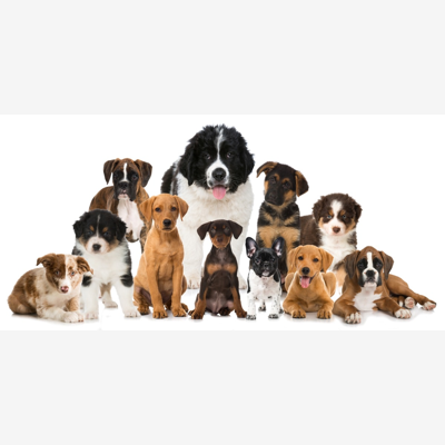 image_garde animaux - dog sitter - pet sitter