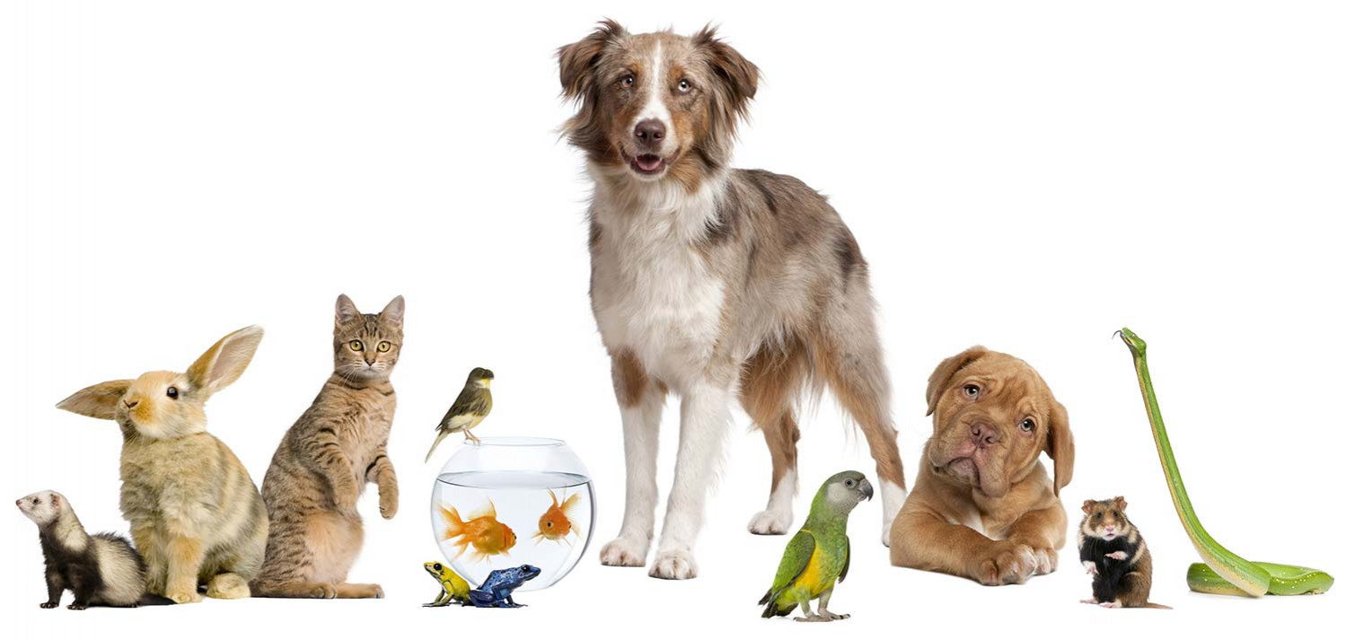 image_Promenade d’animaux