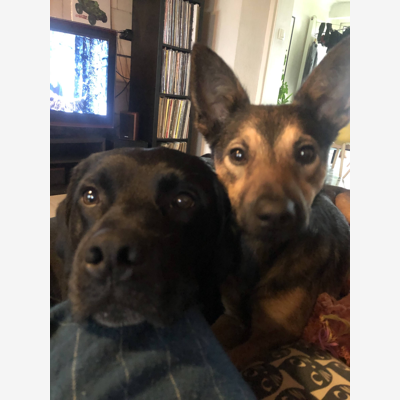 image_Dog-sitting