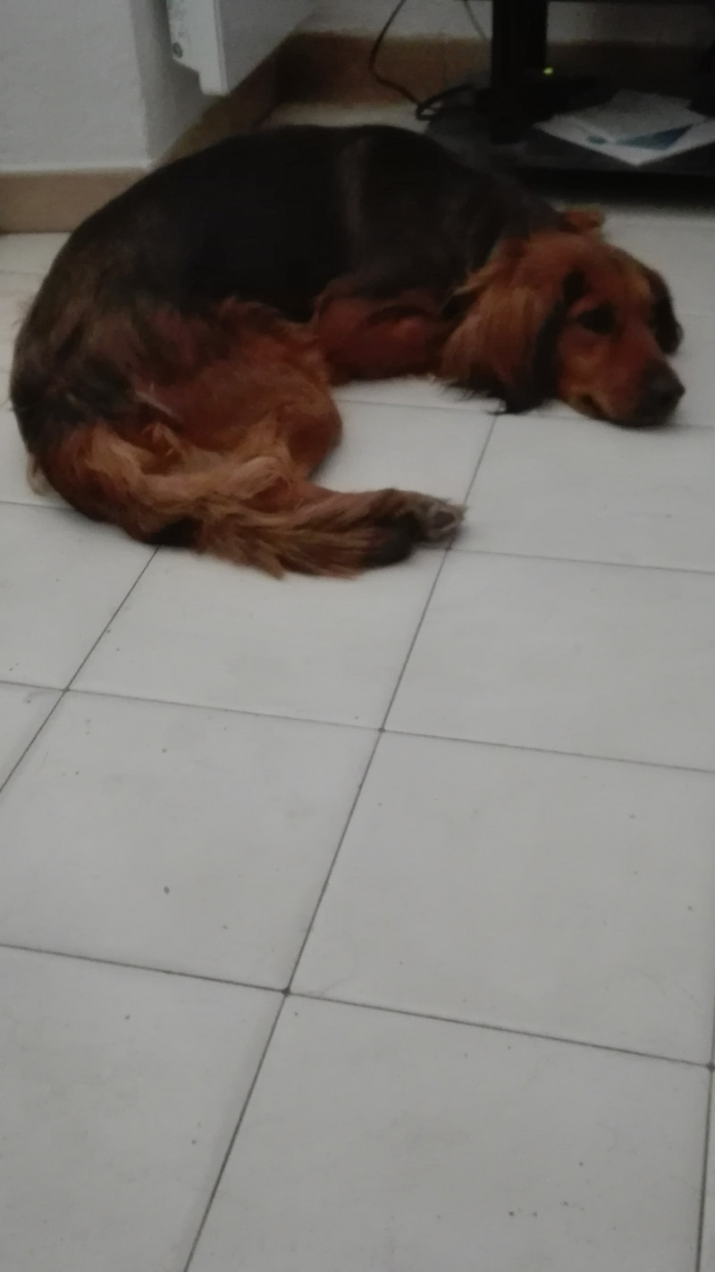 image_Cherche petsitter