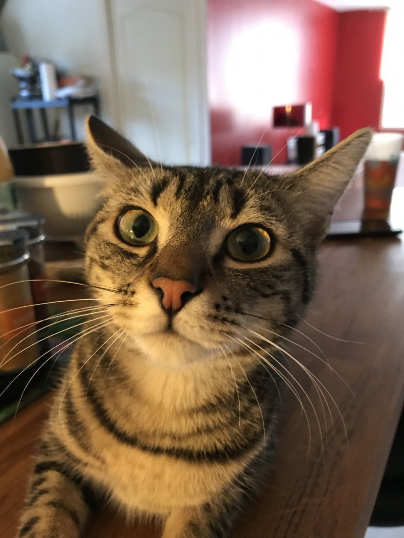 image_Garde chat