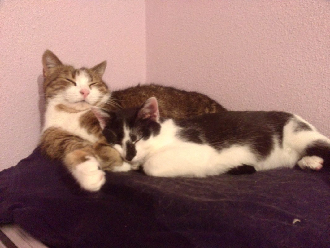 image_Garde d'animaux