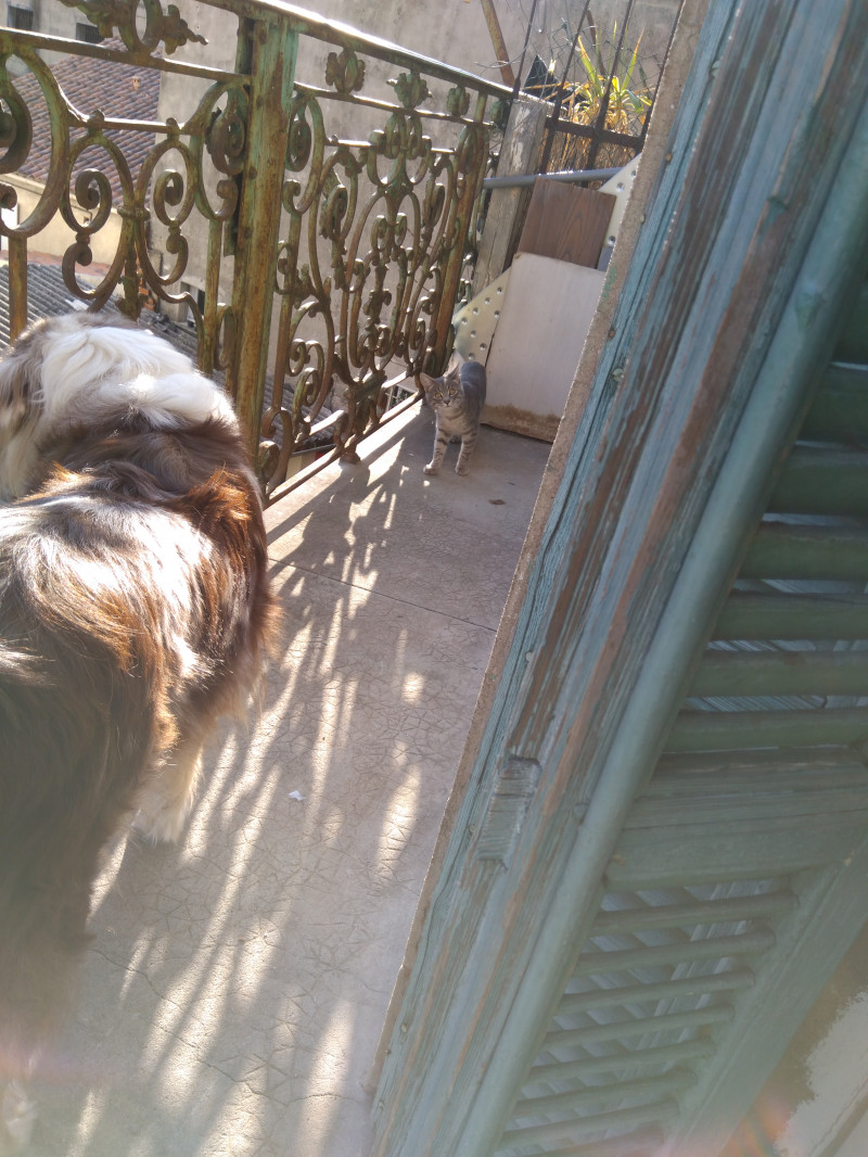 image_Jolie chienne Berger australien cherche "nounou"