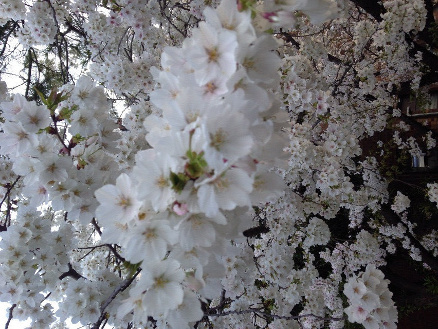 image_Cours de japonais