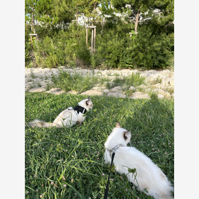 image_Garde d'animaux