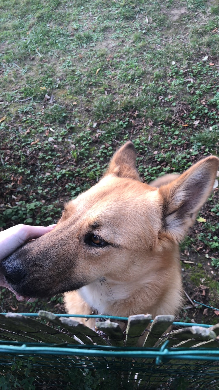image_Garde d'animaux