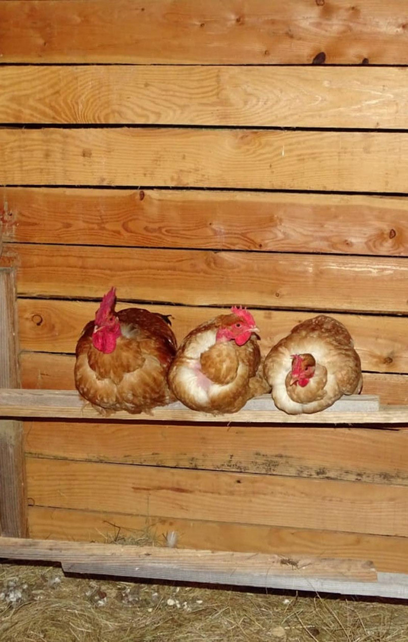 image_Amis des animaux