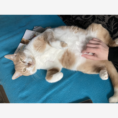 image_Visites pour chats et garde du chien