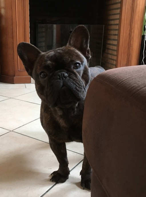 image_Garde bouledogue 14 17 aout