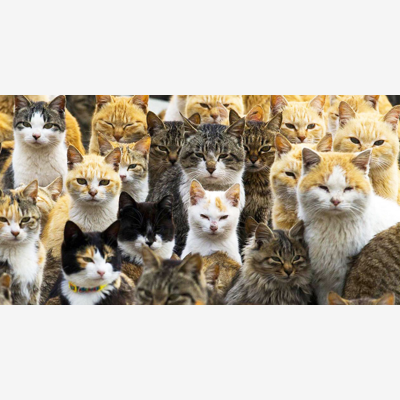image_Pension familiale pour chats