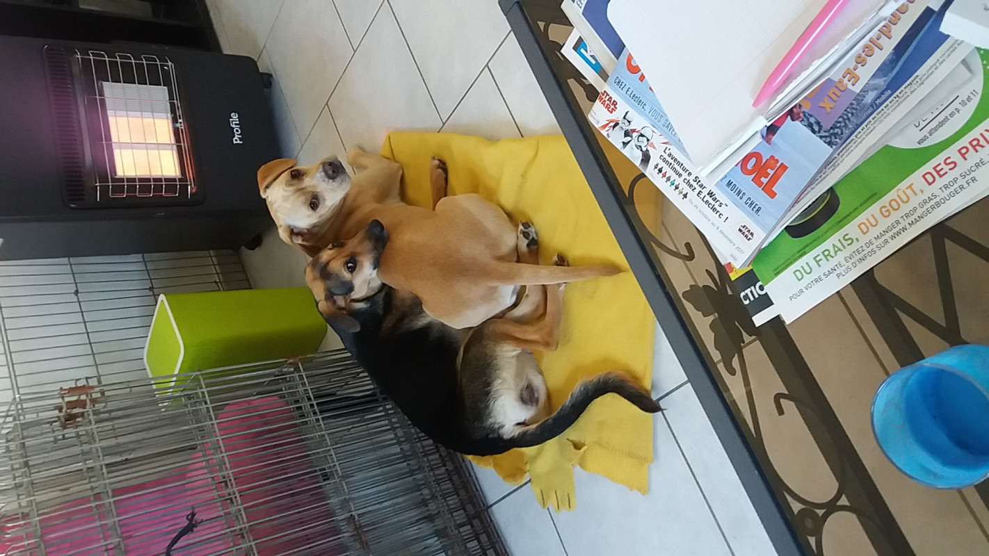 image_Cherche Famille d Acceuil pour 2 chiennes
