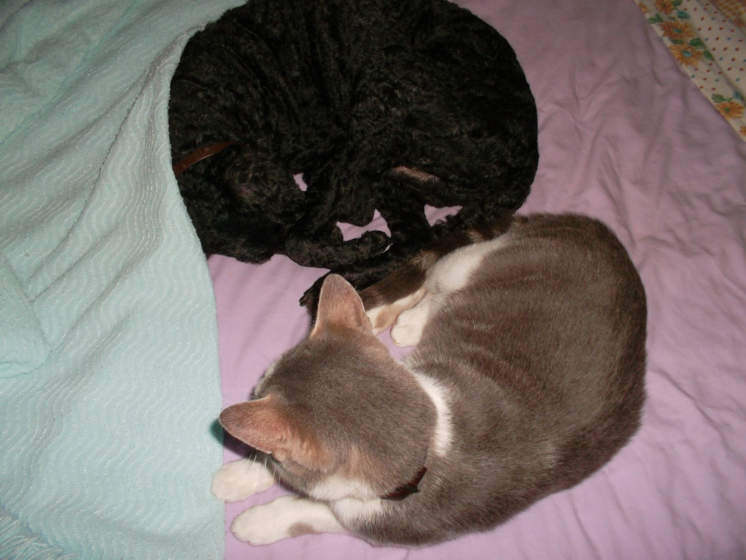 image_garde de petits chiens et chats .....