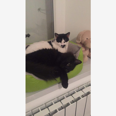 image_Je m’occupe de vos animaux pendant votre absence