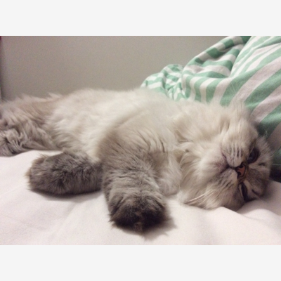 image_Cherche garde pour notre chatte au mois d’août 2021