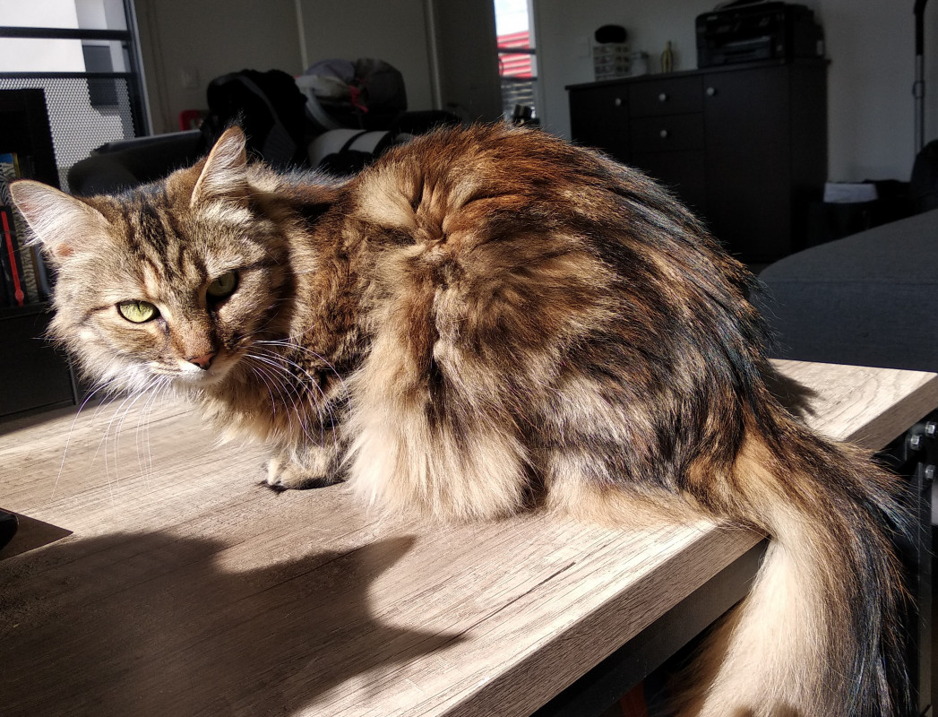 image_Cherche garde pour 2 chats tout Août