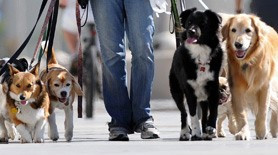 image_Garde d'animaux