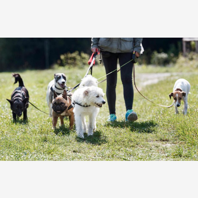image_Garde d'animaux à votre domicile