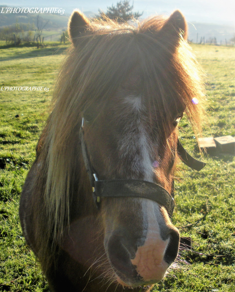 image_Garde Animaux