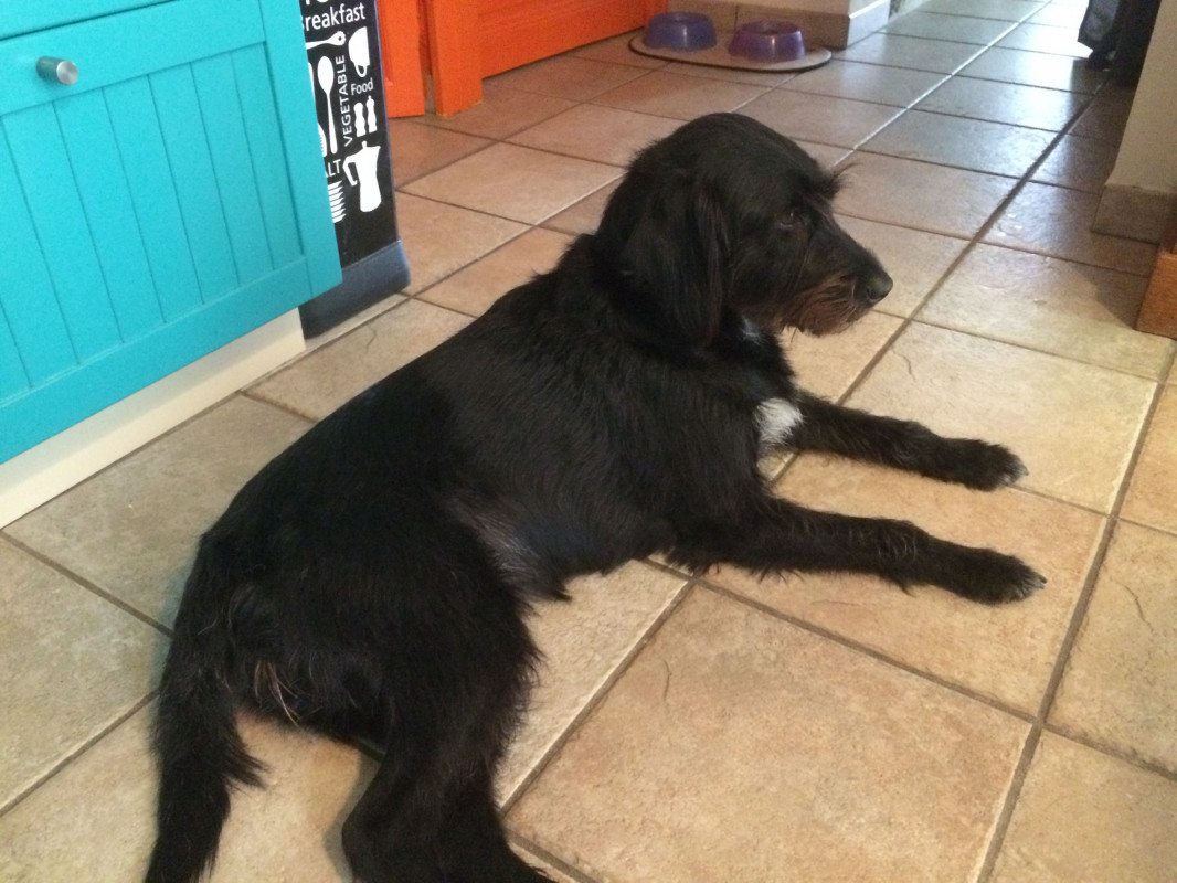 image_Garde chien