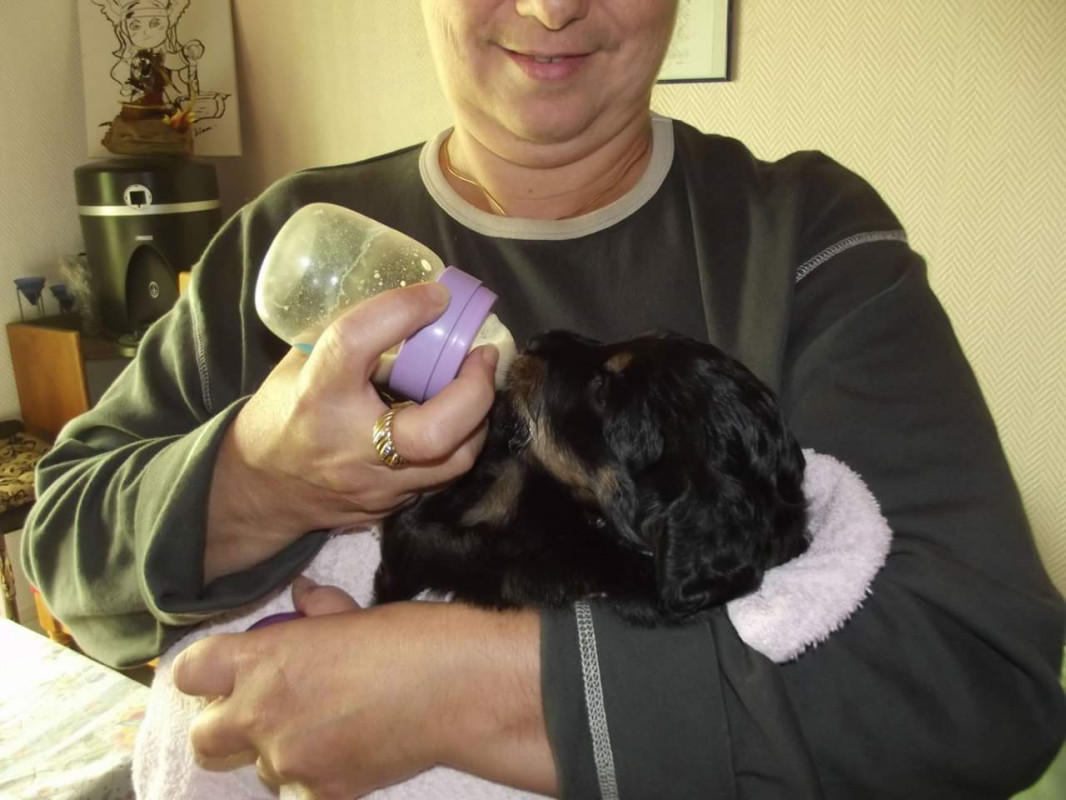 image_Garde pour mon chien