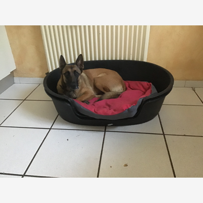 image_Cherche famille d’accueil pour mon chien