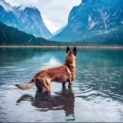 image_Garde chiens gratuit