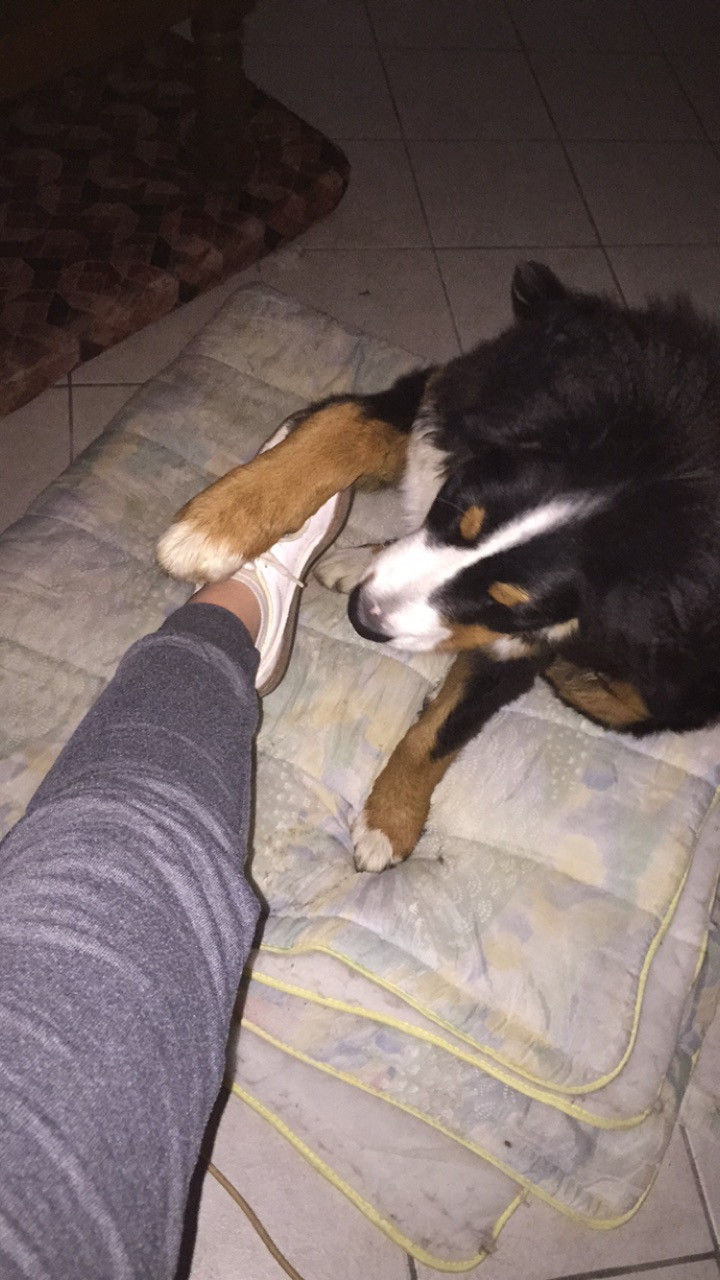 image_Garde d'animaux