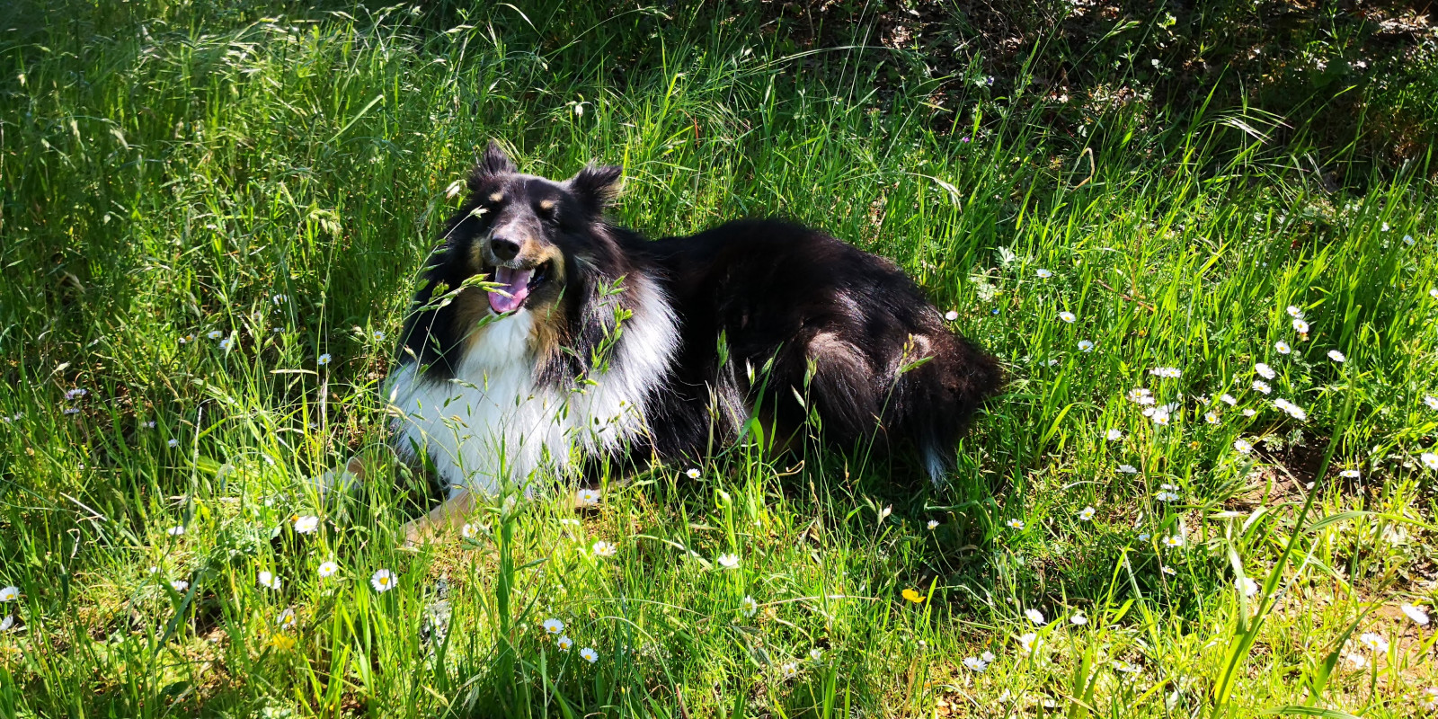 image_garde chien