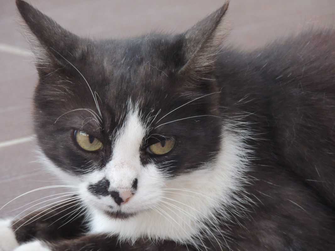 image_Garde d'animaux