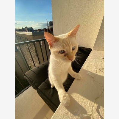image_Cherche Cat Sitter pour Août