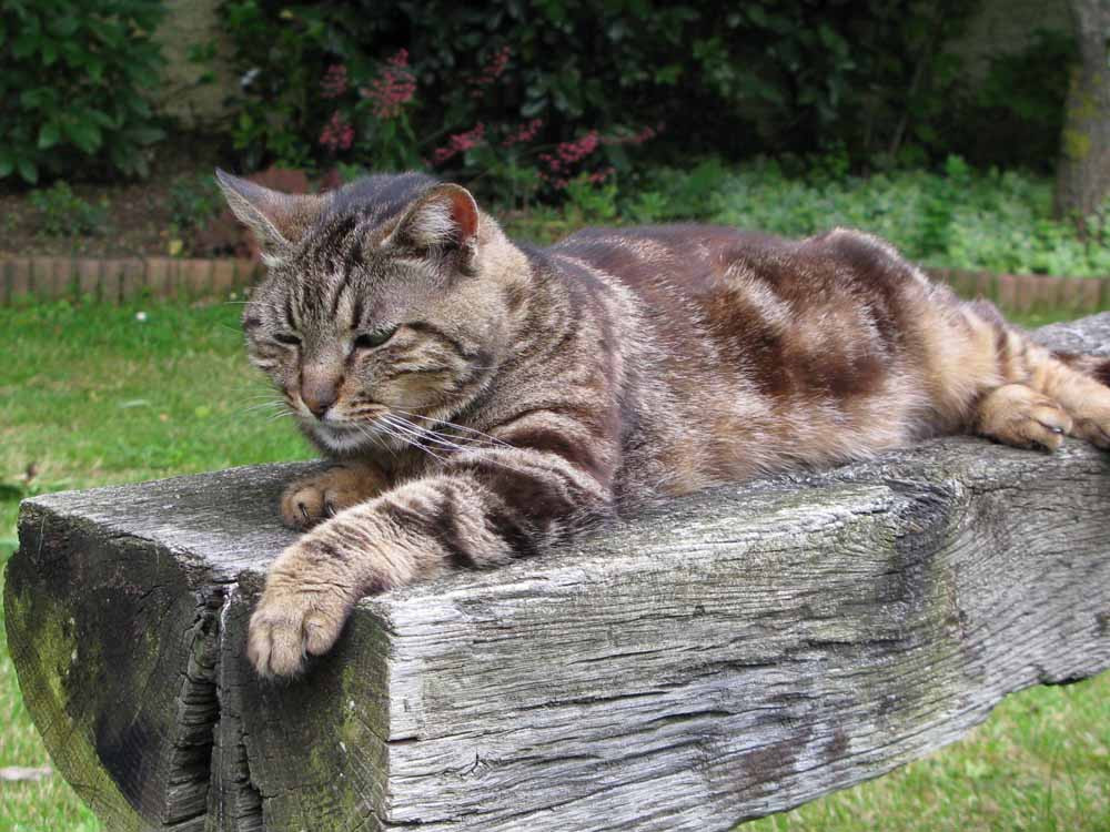 image_Garde chien(s), chat(s) en BRETAGNE