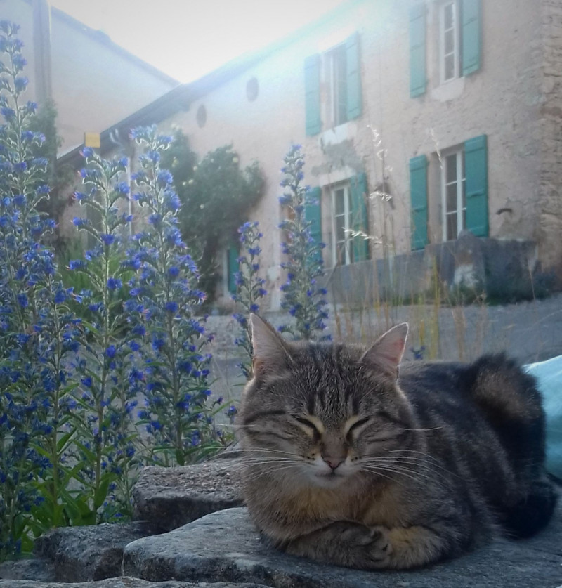 image_Garde d'animaux à votre domicile