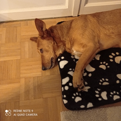 image_Garde de notre chien chez vous