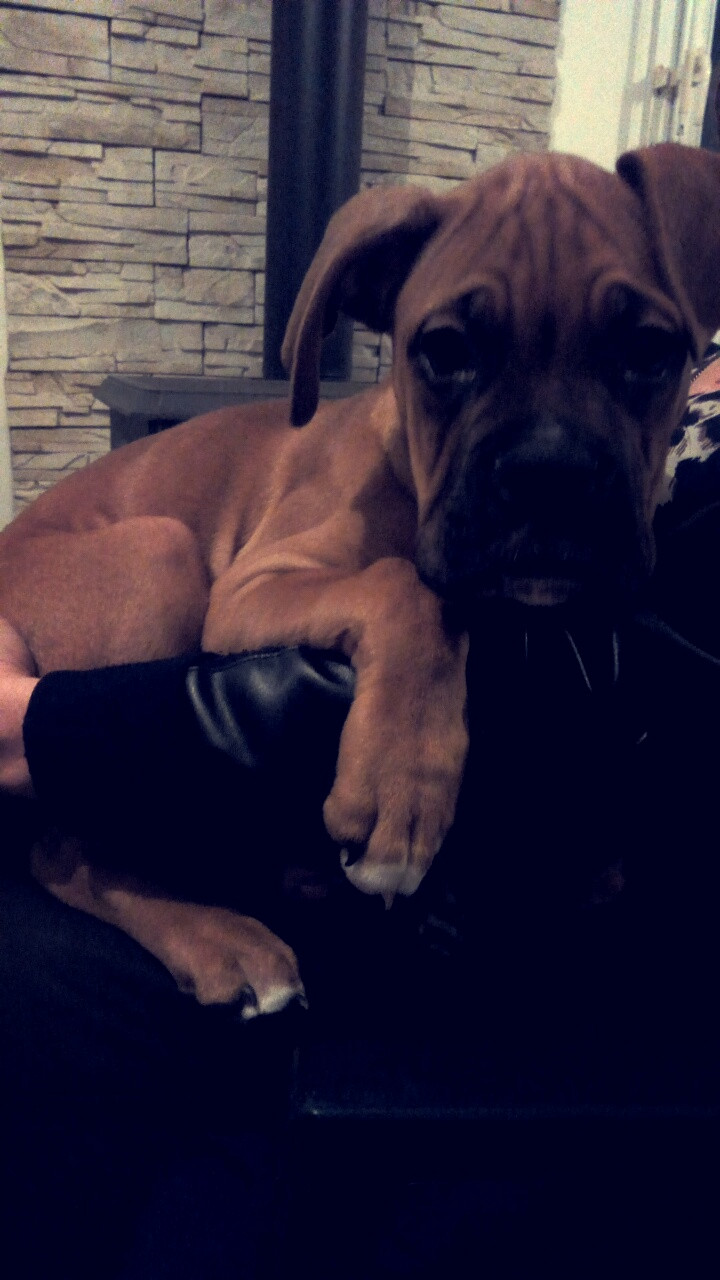 image_Garde de chiens !
