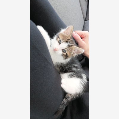 image_Garde d'animaux