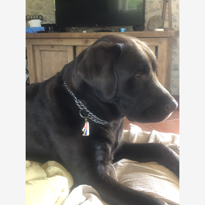 image_labrador chocolat