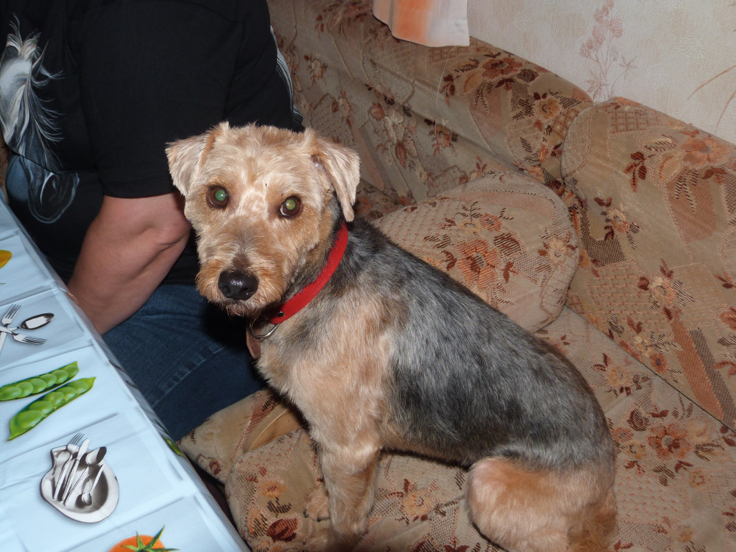 image_recherche garde chienne