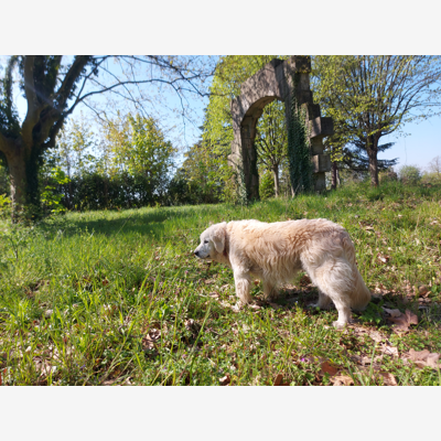 image_Pet Sitting, visites et promenades d'animaux