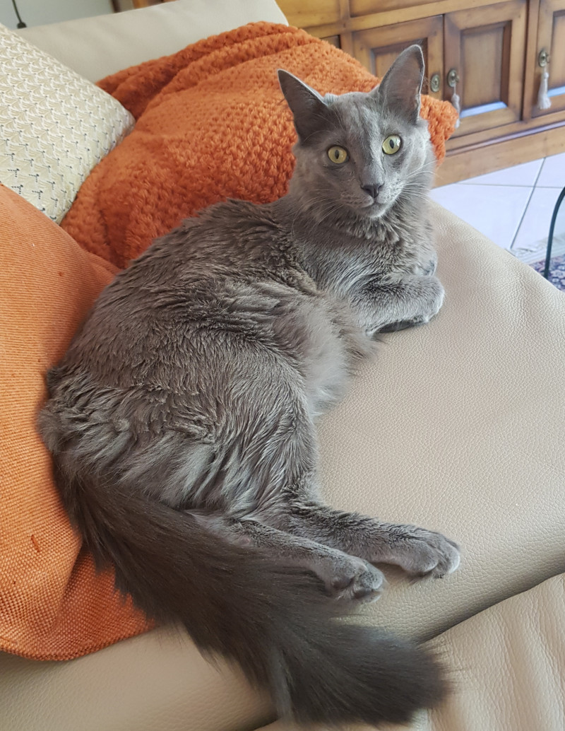 image_recherche famille accueil chat