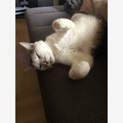 image_Recherche garde à domicile chat 7 au 16 août