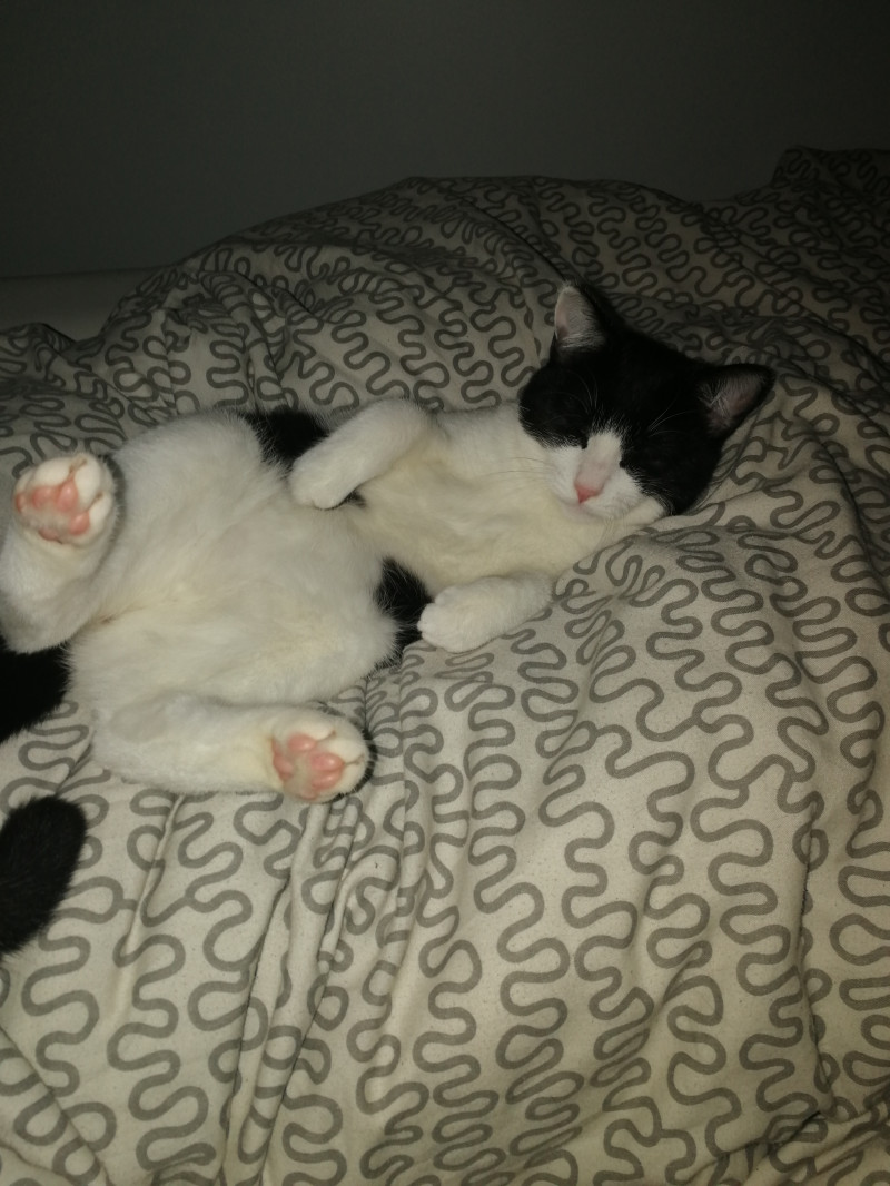 image_Garde de 2 chats