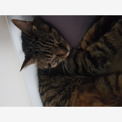 image_Recherche garde chat Août